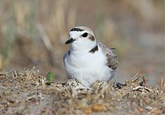 Snowy Plover